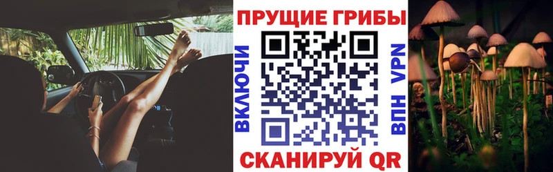 ОМГ ОМГ ТОР  Канаш  Галлюциногенные грибы Psilocybe 